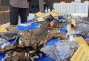 Ditreskrimsus Polda Aceh Gagalkan Perdagangan Kulit Harimau Sumatra